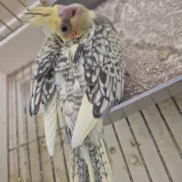جوجه عروس هلندی سرلاکی
