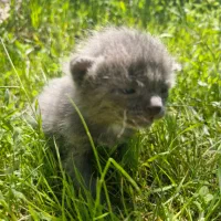 بچه گربه اسکاتیش