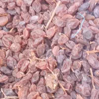 فروش کشمش عسکری