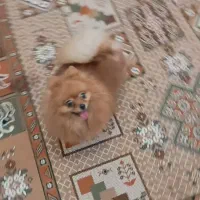 پامر خرسی عروسکی