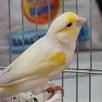 قناری نر مست مست