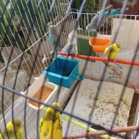 6 تا مرغ عشق معاوضه با عروس هلندی ماده|پرنده|گلبهار, شهر جدید گلبهار|دیوار