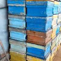 کندو|لوازم جانبی حیوانات|بن, |دیوار