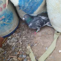 کفتر|پرنده|نهبندان, |دیوار