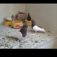 باسلام خدمت دوستان عشق باز کله سرخ وزرد|پرنده|آشخانه, |دیوار