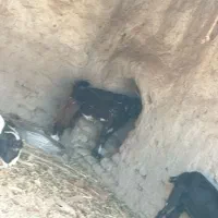 بز دورگ|حیوانات مزرعه|خاش, |دیوار