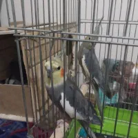 عروس هلندی نرو ماده با پنچ تا جوجه|پرنده|کرج, اخگرآباد|دیوار