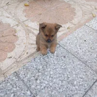 واگذاری توله پامراشپیتز