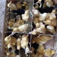 اوردک|حیوانات مزرعه|کوهدشت, |دیوار