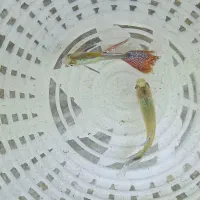 ماهی و بچه ماهی|ماهی|چهاردانگه (تهران), |دیوار