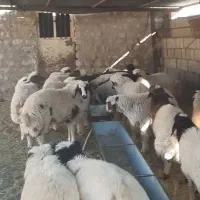 ۲۸راس بره دوبری درجه یک
