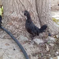گلین|حیوانات مزرعه|شیراز, گچی|دیوار