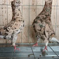 جوجه وجفتی هفت رنگ دم سفید کلکسیونی