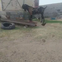 نر بزپنجابی بیتل