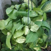 حراج گل و گیاه آپارتمانی