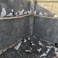 فروش 10جفت طوقی