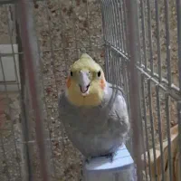 عروس هلندی نر