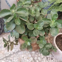 دیفن باخیا یوکا و سانسوریا پتوس گندمی ناز کاکتوس|گل و گیاه طبیعی|اسلامشهر, شهرک محمدیه|دیوار