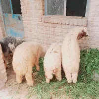 ۶ تا بره نر سرحال سالم خوش خوراک