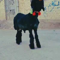 بره میش قوچ بز بیگ|حیوانات مزرعه|کوهرنگ, |دیوار