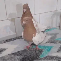 بیرجوت ساری باش ساتلاجاخ