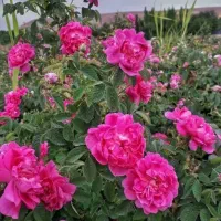 نهال گل محمدی خوش رنگ وخوش بو