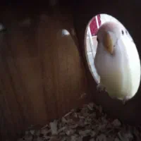 کوتوله|پرنده|نصر آباد, |دیوار