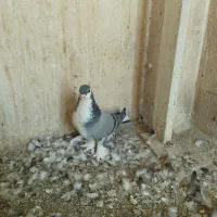 کبوتر دمگیر ماده