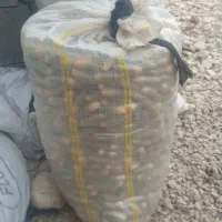 بلوط باپوست