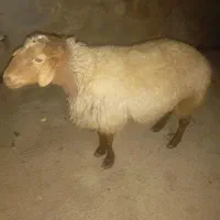 گسفند اصل موخان