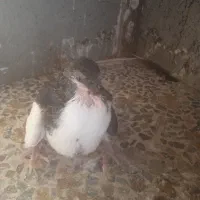 جوجه موقلف های بی عیب|پرنده|اقبالیه, |دیوار