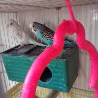 باسلام فروش یامعاوضه جفت مرغ عشق باجفت فنچ مولد|پرنده|بیرجند, |دیوار