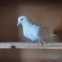 کفتر کبوتر