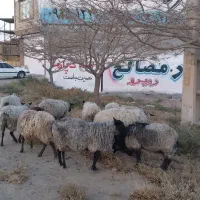 گوسفند رومانوف|حیوانات مزرعه|رضویه, |دیوار