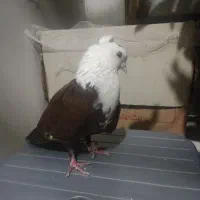 معوضه کبوتر با مرغ عشق