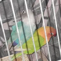 طوطی برزیلی