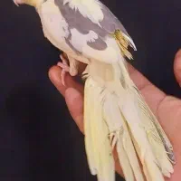 دوتا عروس هلندی معاوضه