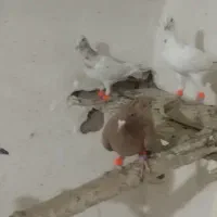 چنددجوجه جوانه سرکله داراینده دار