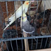جفت عروس با دوتا جوجه|پرنده|فومن, |دیوار