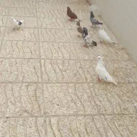 کفترپرشی