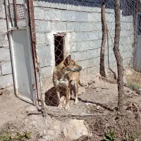 سگ ماده سراب جوان