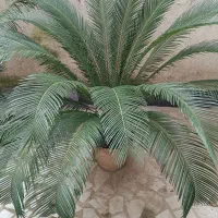 گل سیکاس|گل و گیاه طبیعی|رشت, سعدی (تختی)|دیوار