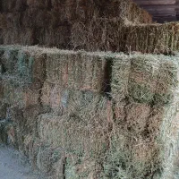 علوفه یونجه