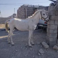 اسب فروشی نریون فوری