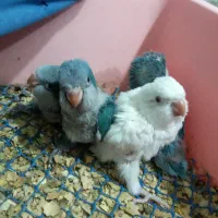 جوجه راهب آبی و سفید سرلاکی کاملا سالم