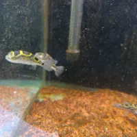 پافر فیگور موجود داخل فروشگاه فیش سیتی