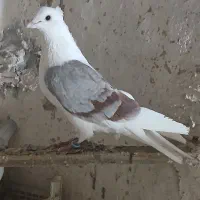 کبوتر