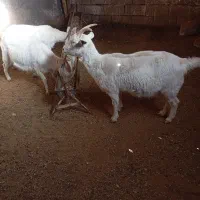 بز سانن|حیوانات مزرعه|نیشابور, خط کاشمر|دیوار