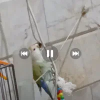 گمشد طوطی کوتوله برزیلی.|پرنده|قم, انصار‌الحسین|دیوار