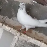گمشده